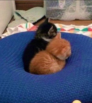 Why you should have a cat tweet media