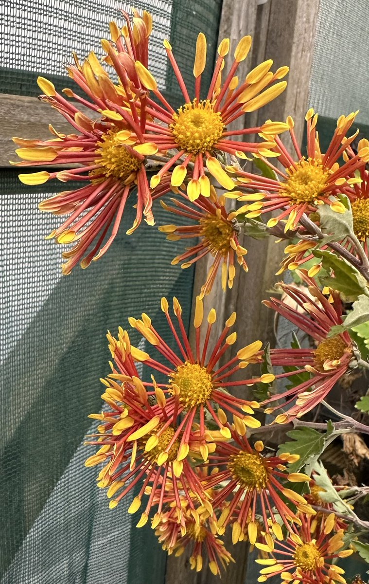 IrisesSeagate's tweet photo. Chrysanthemum ‘Burnt Orange’ with its last flowers for the year, a firm favourite here! #chrysanthemum #burntorange #novemberflowers #lateflowers #hardyplants #peatfree #hotcolours #seagatenurseries https://t.co/ztfvT52PWS