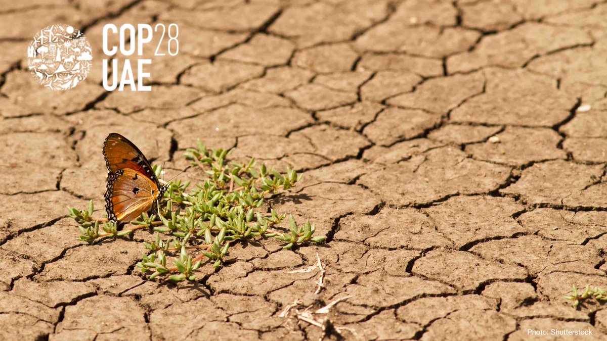 IUCN's tweet photo. The @UN #ClimateChange Conference is an important milestone in the fight against climate change. The first global stocktake offers a key opportunity to agree on strong and clear outputs.
 
Check out IUCN’s #COP28 positions and events https://t.co/lMckfWiSgP https://t.co/fdewGHOkYw