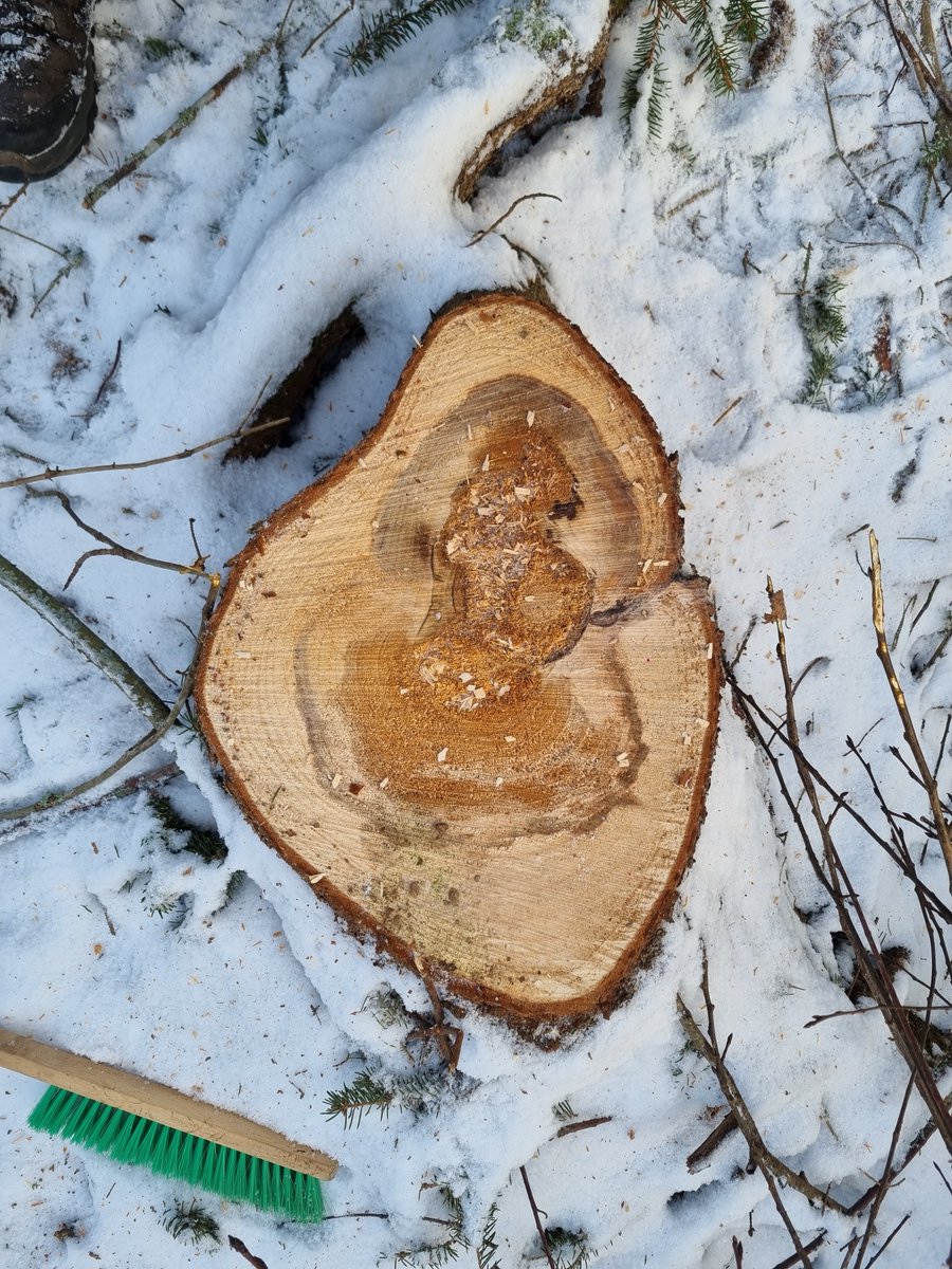 kokkju8's tweet photo. Lahontunnistus kuusikosta onnistuu hyvin myös talvisaikaan heti hakkuun jälkeen tai jopa pienen hangen alta! Mittaustodistus antoi ennakkotietoa #tyvilaho n runsaasta esiintymisestä kuviolla.

Seuraavaksi suositus puulajin vaihtoon🌲👉🌳  

#MetuKKa #TyviTuho #HiilestaKiinni https://t.co/5kEoiIGWhj
