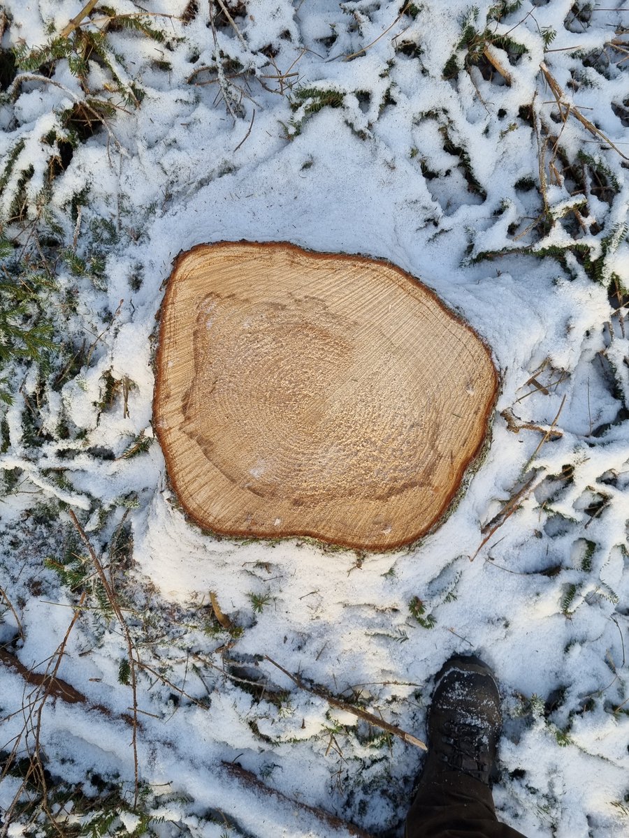 Lahontunnistus kuusikosta onnistuu hyvin myös talvisaikaan heti hakkuun jälkeen tai jopa pienen hangen alta! Mittaustodistus antoi ennakkotietoa #tyvilaho n runsaasta esiintymisestä kuviolla.

Seuraavaksi suositus puulajin vaihtoon🌲👉🌳  

#MetuKKa #TyviTuho #HiilestaKiinni