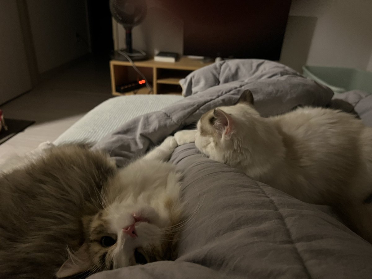 3fhdg's tweet photo. 주변 지인들이 우리집 놀러와서 고양이 보면 맨날 하는 말이 SNS 왜 안하냐고 해서 자랑 할려구여 https://t.co/lxqaCR119Q