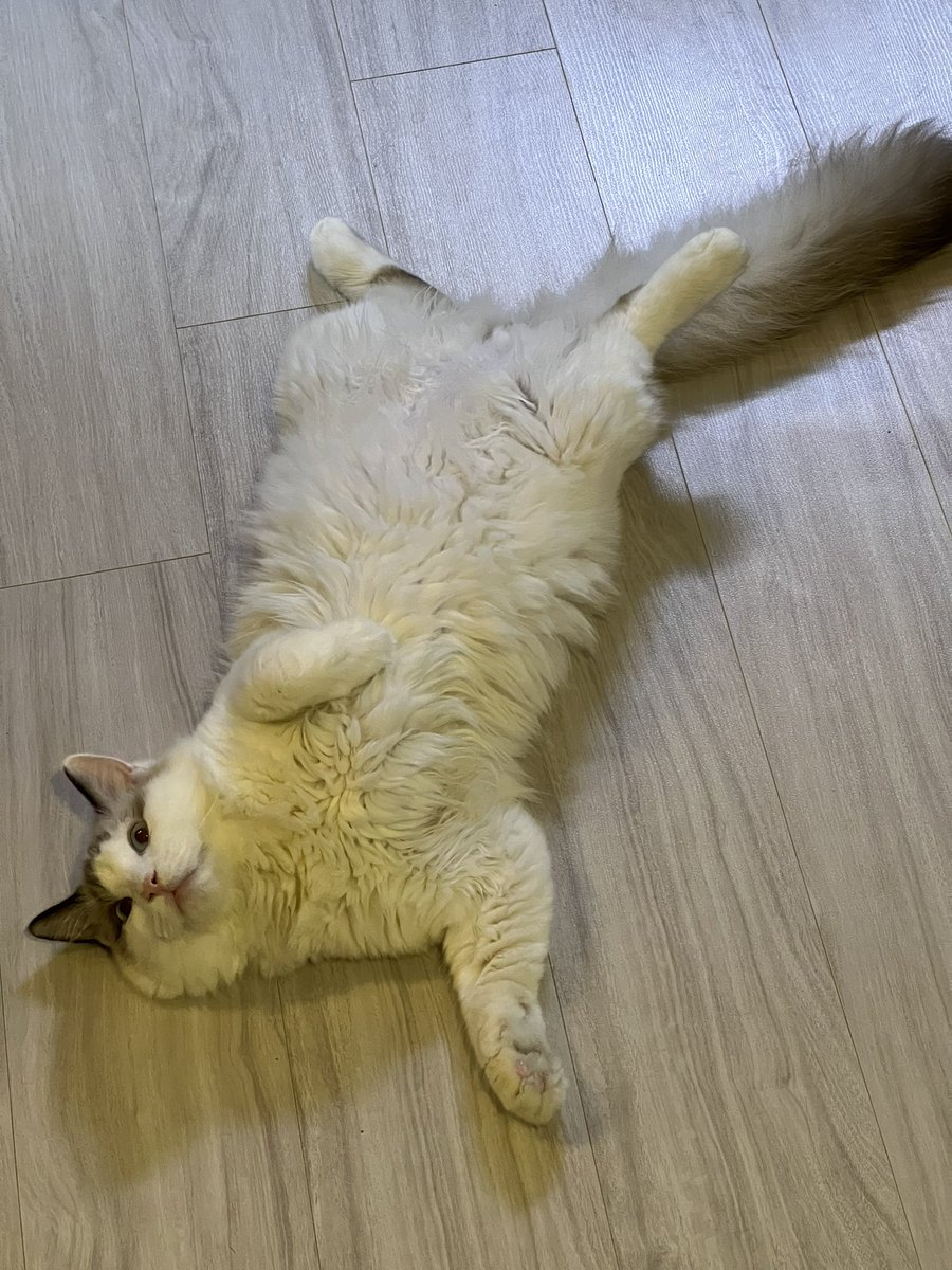 3fhdg's tweet photo. 주변 지인들이 우리집 놀러와서 고양이 보면 맨날 하는 말이 SNS 왜 안하냐고 해서 자랑 할려구여 https://t.co/lxqaCR119Q