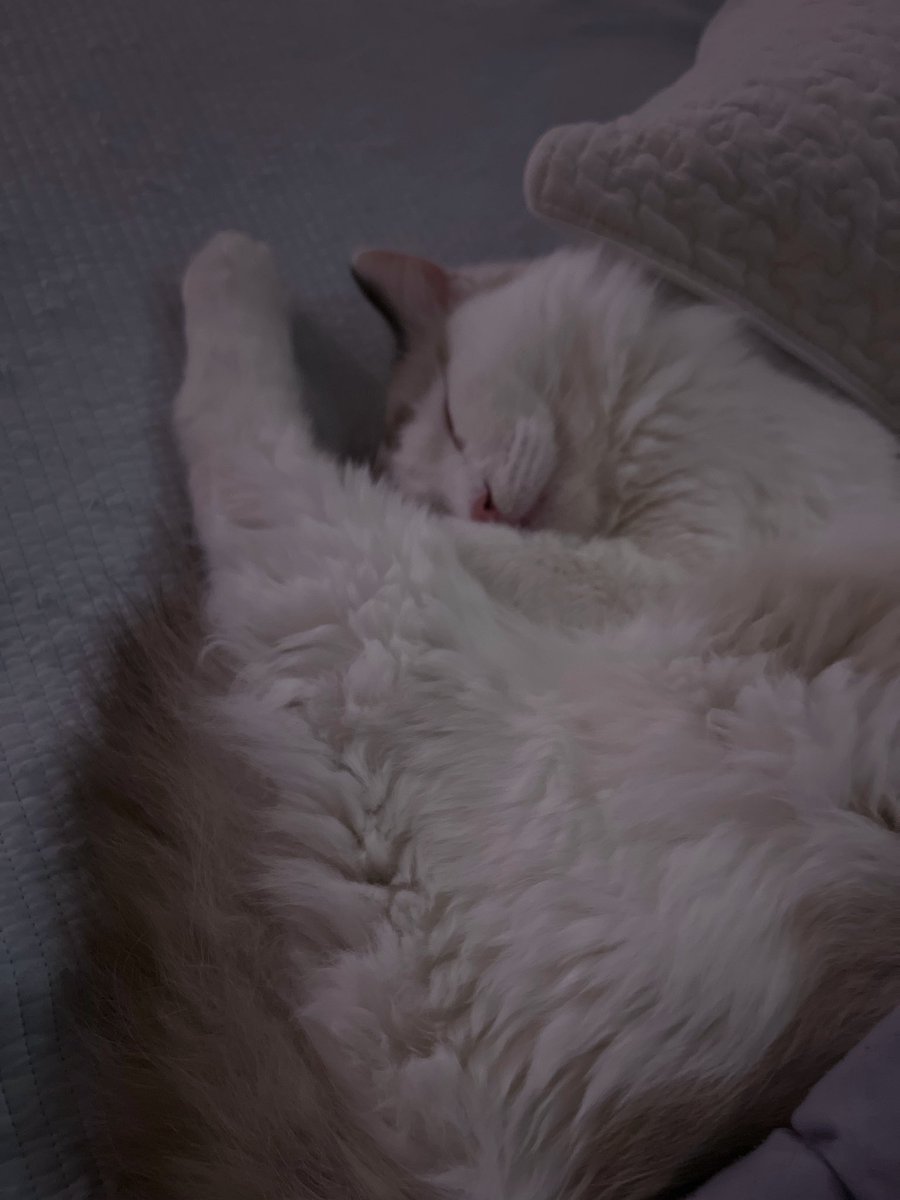3fhdg's tweet photo. 주변 지인들이 우리집 놀러와서 고양이 보면 맨날 하는 말이 SNS 왜 안하냐고 해서 자랑 할려구여 https://t.co/lxqaCR119Q
