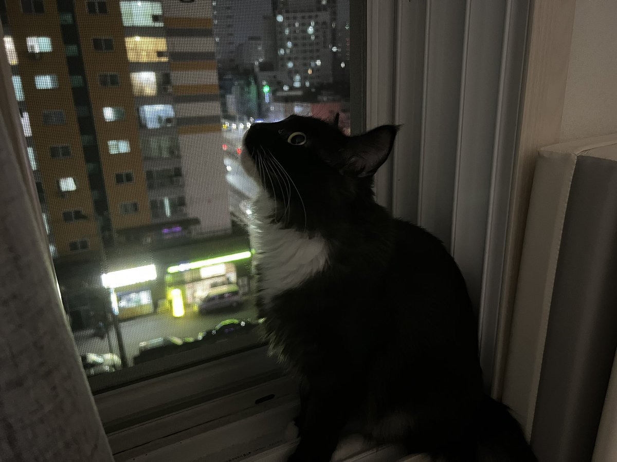 3fhdg's tweet photo. 주변 지인들이 우리집 놀러와서 고양이 보면 맨날 하는 말이 SNS 왜 안하냐고 해서 자랑 할려구여 https://t.co/lxqaCR119Q