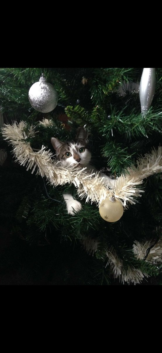 tjsiom's tweet photo. @justin_ng @Number10cat Great shot Justin! This was Taylor, he loved the Christmas tree 🎄 https://t.co/XKVkBiukuh