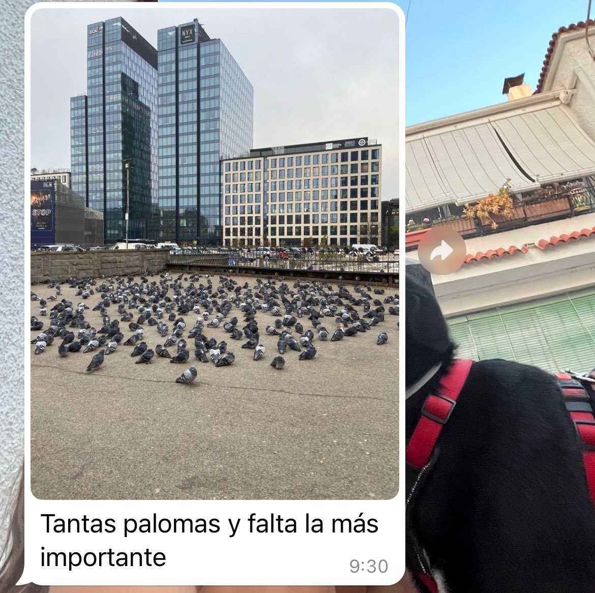 Pal tweet media