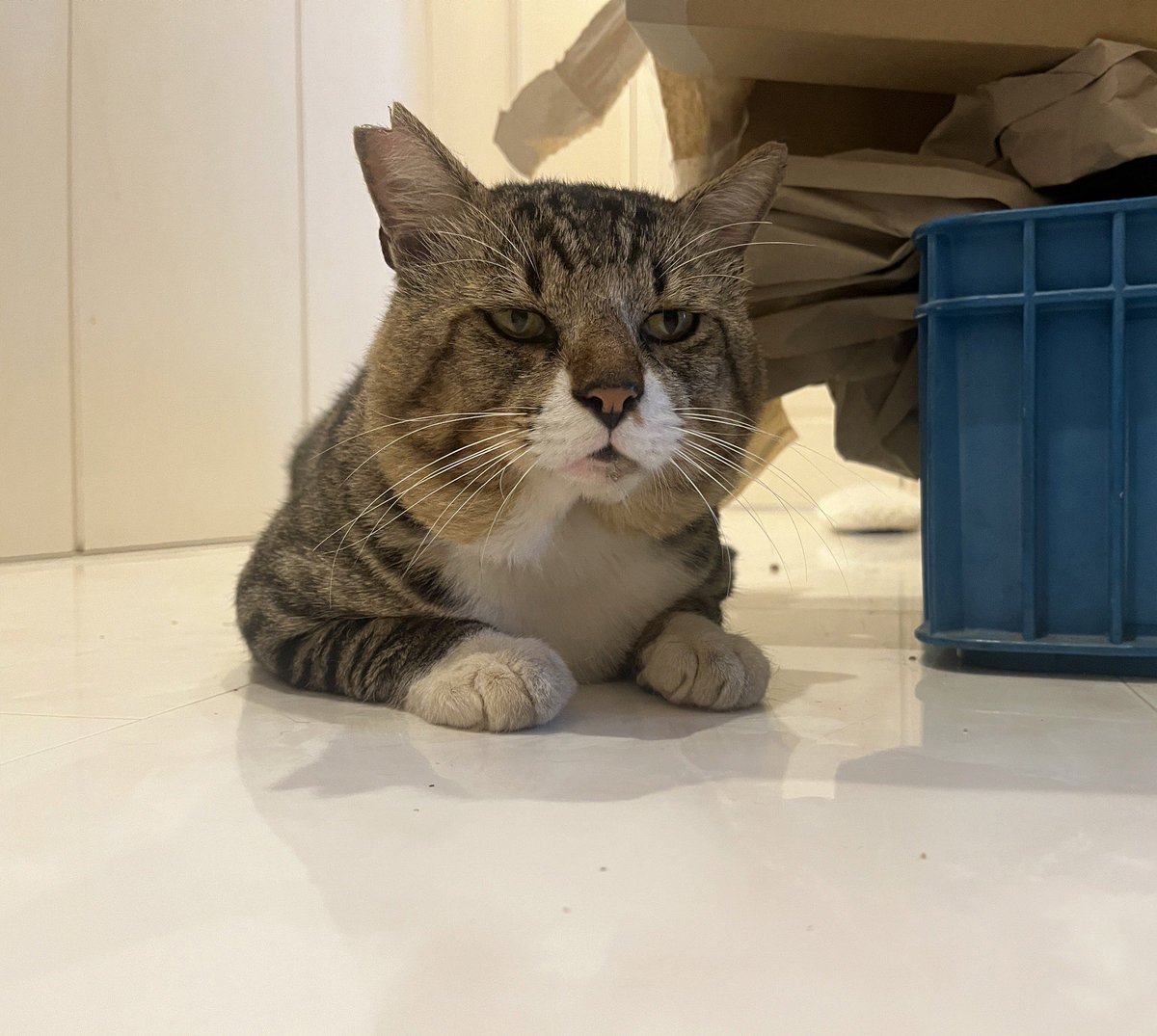moimoiblog tweet picture