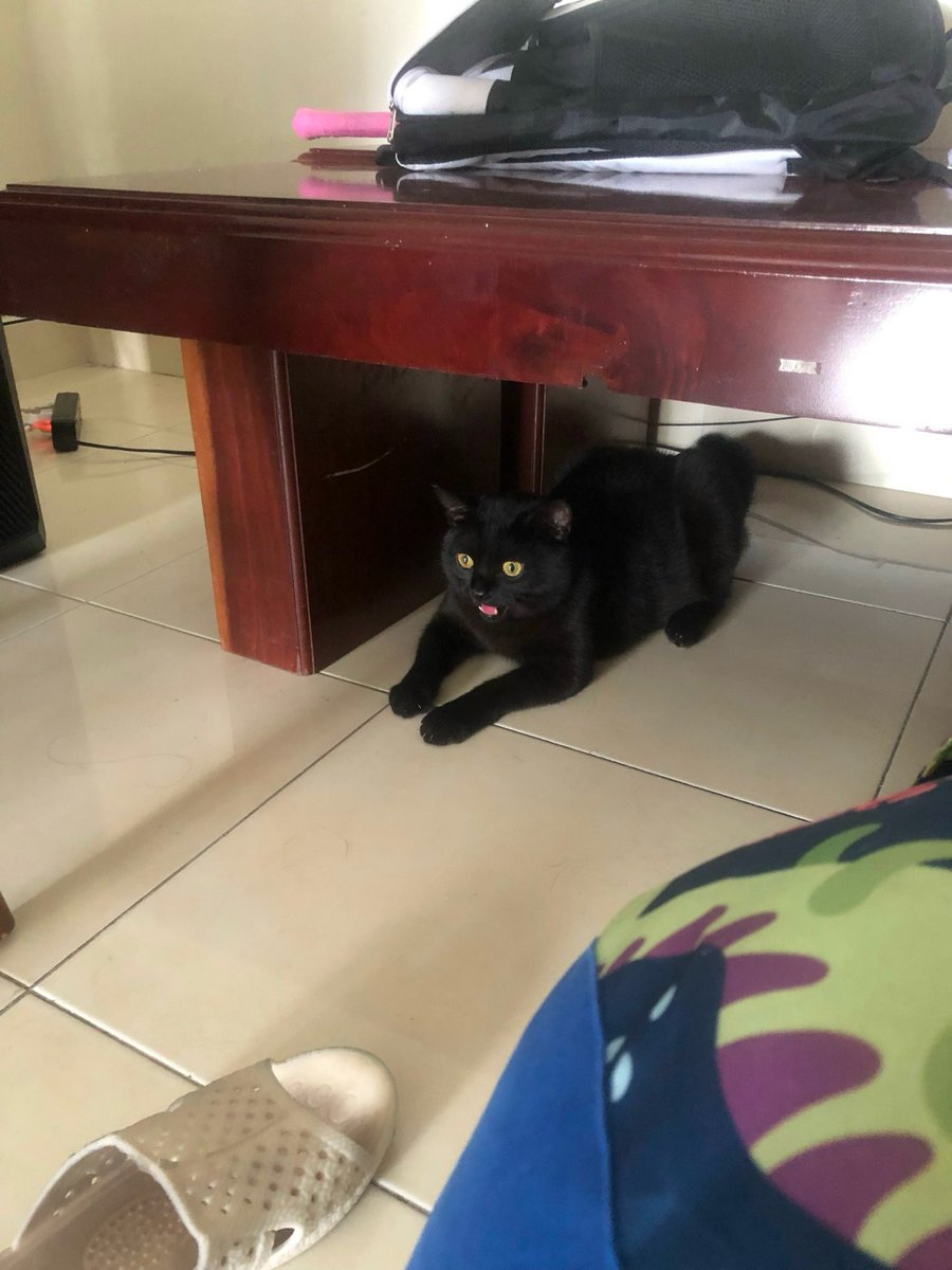 Sphinx :))
#BLACKCAT #BlackCatsAreGoodLuck #CatsOnX