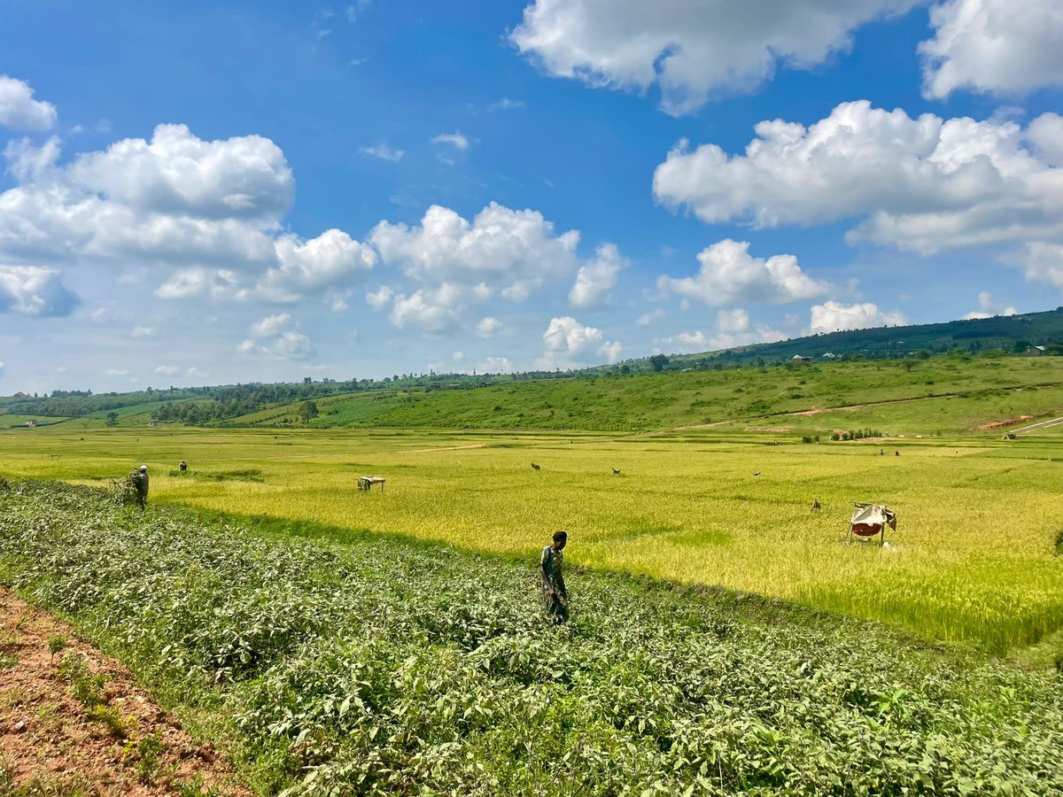 JicainRwanda's tweet photo. Now happening: 
The second day of the national workshop on sustainable irrigation management continues to the cyaruhogo model site of WAMCAB project.  @RwandaAgri @RwandaAgriBoard @japaninrwanda @RwandaEast @hitayezu123 @MinakoSHIOTSUKA @PascalFURAHA https://t.co/xbbgcvChhO