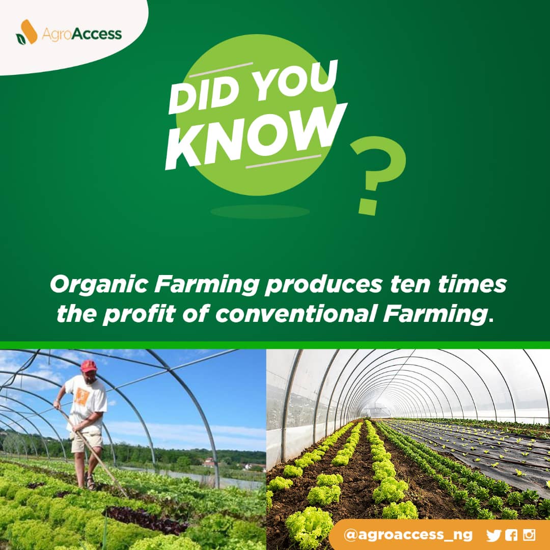 Agroaccess_ng's tweet photo. Farm Insight: Organic farming doesn't just bring rich ecological benefits but also a remarkable tenfold profit increase compared to conventional methods. It's not just about financial gains; it's about securing a sustainable future for our planet. https://t.co/4JJ60xtX4P