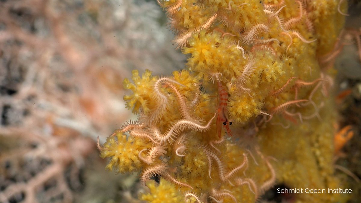 1️⃣ Two new deep-water coral reefs discovered

A cold-water reef spanning 800m and one measuring 250m long have been recorded in the Galápagos Marine Reserve.

news.mongabay.com/2023/11/galapa…