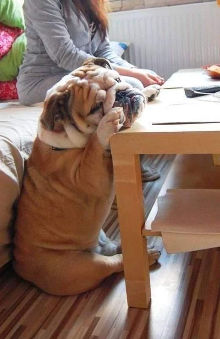 Perfect shoot ❤️

#bulldoglife #dog #cute #igers #adorable #love #dogoftheday #dance #dogsofinstagram #lol #fyp #foryou #funny #viral #britishbulldog #comedy #puppiesofinstagram #funnydogs #beautiful #englishbulldog #cutedogs #doglover #food