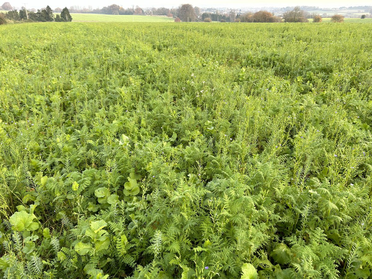 Kings Cover crops cereal free mix coming on nicely before the hard frosts coming to Somerset,#wessexwater,#kingscrops