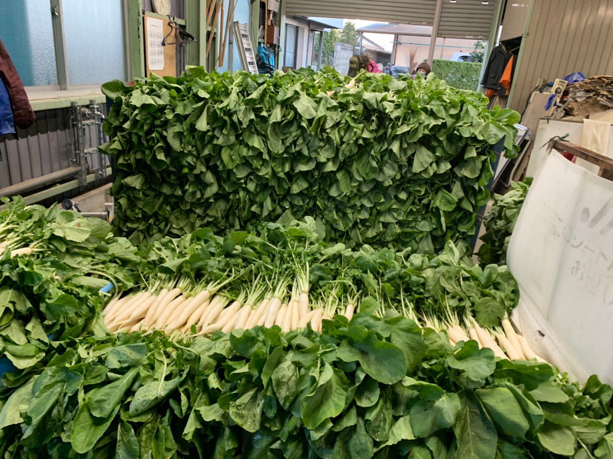 edamamehiroshi's tweet photo. 【アルバイト激烈募集】※拡散希望
祝ダイコンの季節がやってまいりました。作業は岐阜県岐阜市です。
※12/16-12/26の11日間
※①ダイコン抜き（時給1,200円）②箱詰めと洗い（時給1,000円）
※単日でも可
※お土産で極ほうれん草が出せるかも！？
※毎日5,000本以上出荷します
詳細はDMください🥺 https://t.co/x1gscsBoIy