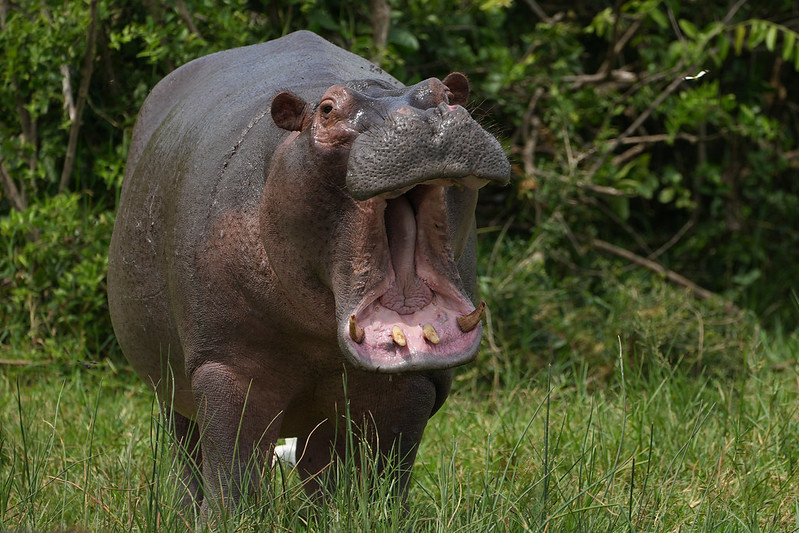 SafarisUganda's tweet photo. Share your favorite wildlife moments with us using #WildlifeWednesdayAdventure Ready to embark on this journey with us? #wildlifephotography #wildlifewednesday #newsegment https://t.co/vtQwauBwAA