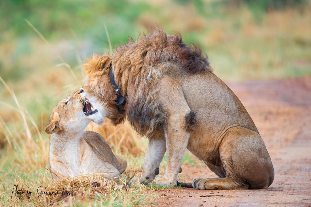 SafarisUganda's tweet photo. Share your favorite wildlife moments with us using #WildlifeWednesdayAdventure Ready to embark on this journey with us? #wildlifephotography #wildlifewednesday #newsegment https://t.co/vtQwauBwAA