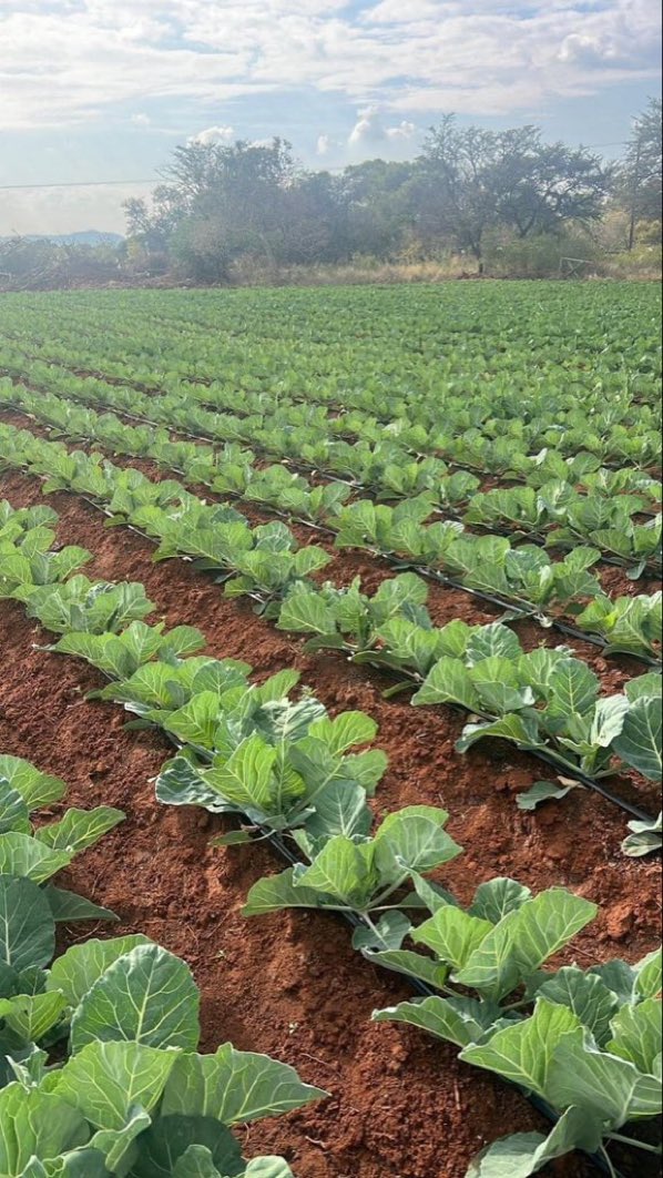 If you are interested in agriculture, like and retweet massively. 

We will be sharing tips to be successful in farming.