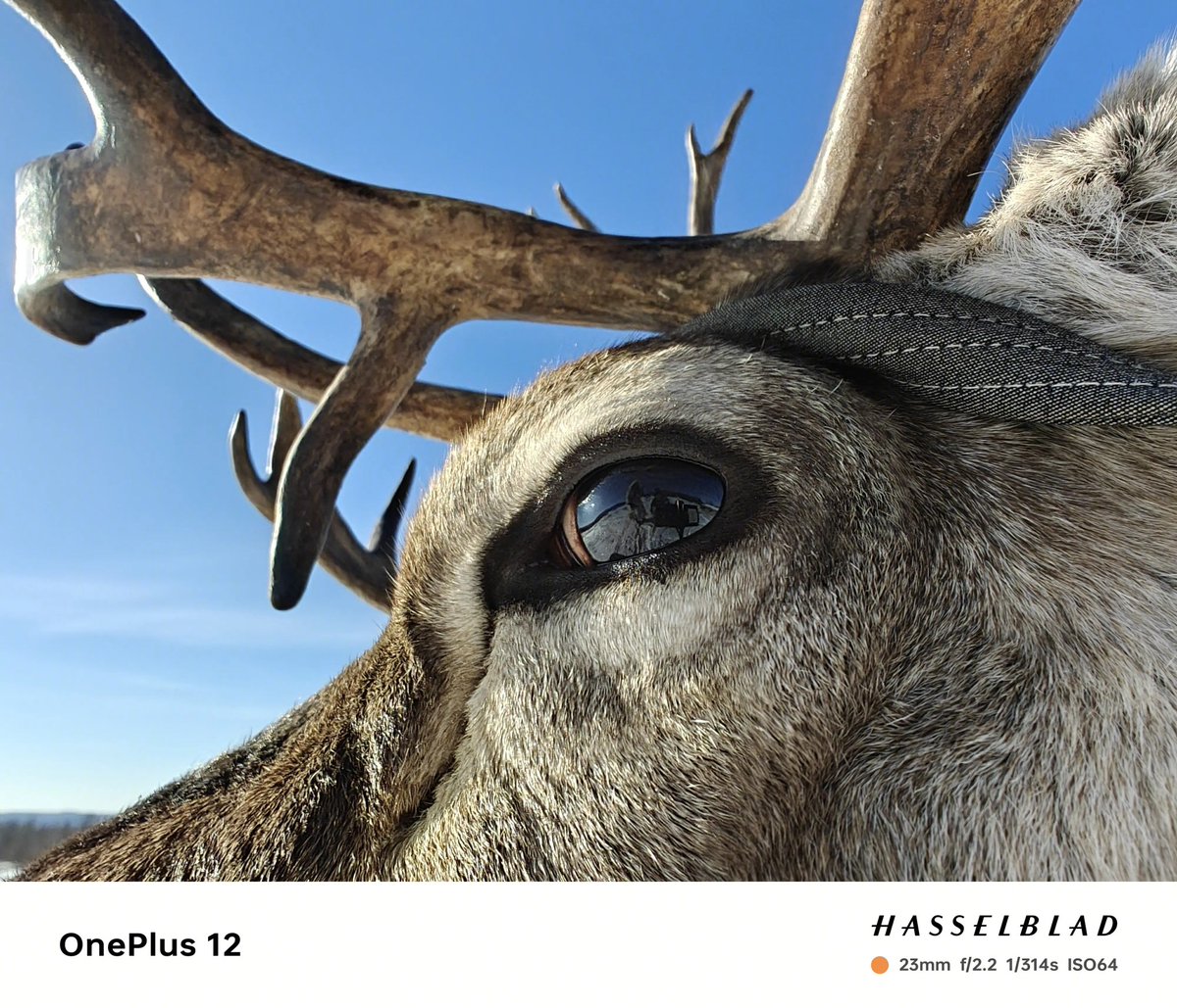 drbeel_techno's tweet image. - دعم المغناطيسي Qi2
- بطارية 5,400mAh مع شحن سريع 100W
- دعم الانفرارد IR blaster
- مقاومة للماء و الغبار
- معالج Snapdragon 8 Gen 3
- شاشة 2K OLED
- ذاكرة رام 24GB LPDDR5x
- ذاكرة تخزين 1TB UFS 4.0
و سيتم الإعلان عن هاتف #OnePlus12R و سماعة #OnePlusBuds3Pro