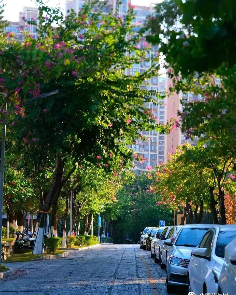 Enjoy the peaceful time in HQU.
Photograph: Wechat Official Account Flowers and Trees in HQU (华园花与树)
#huaqiaouniversity #hqu #quanzhou #xiamen #earlywinter #beautyinhqu