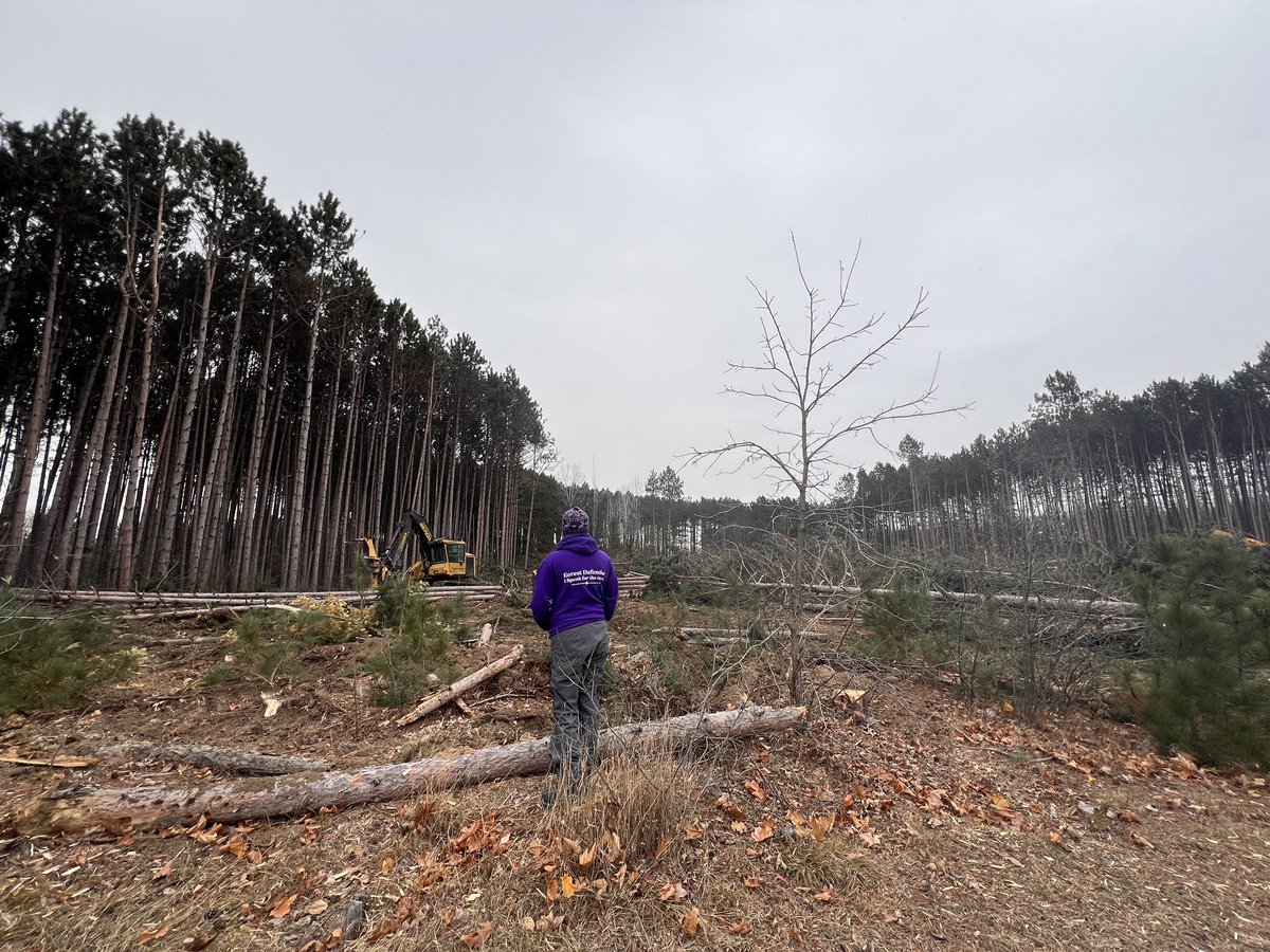 feathermoss's tweet photo. @s_guilbeault Tell that to #SAVEHUNTCLUBFOREST https://t.co/TYLMvzMZbD