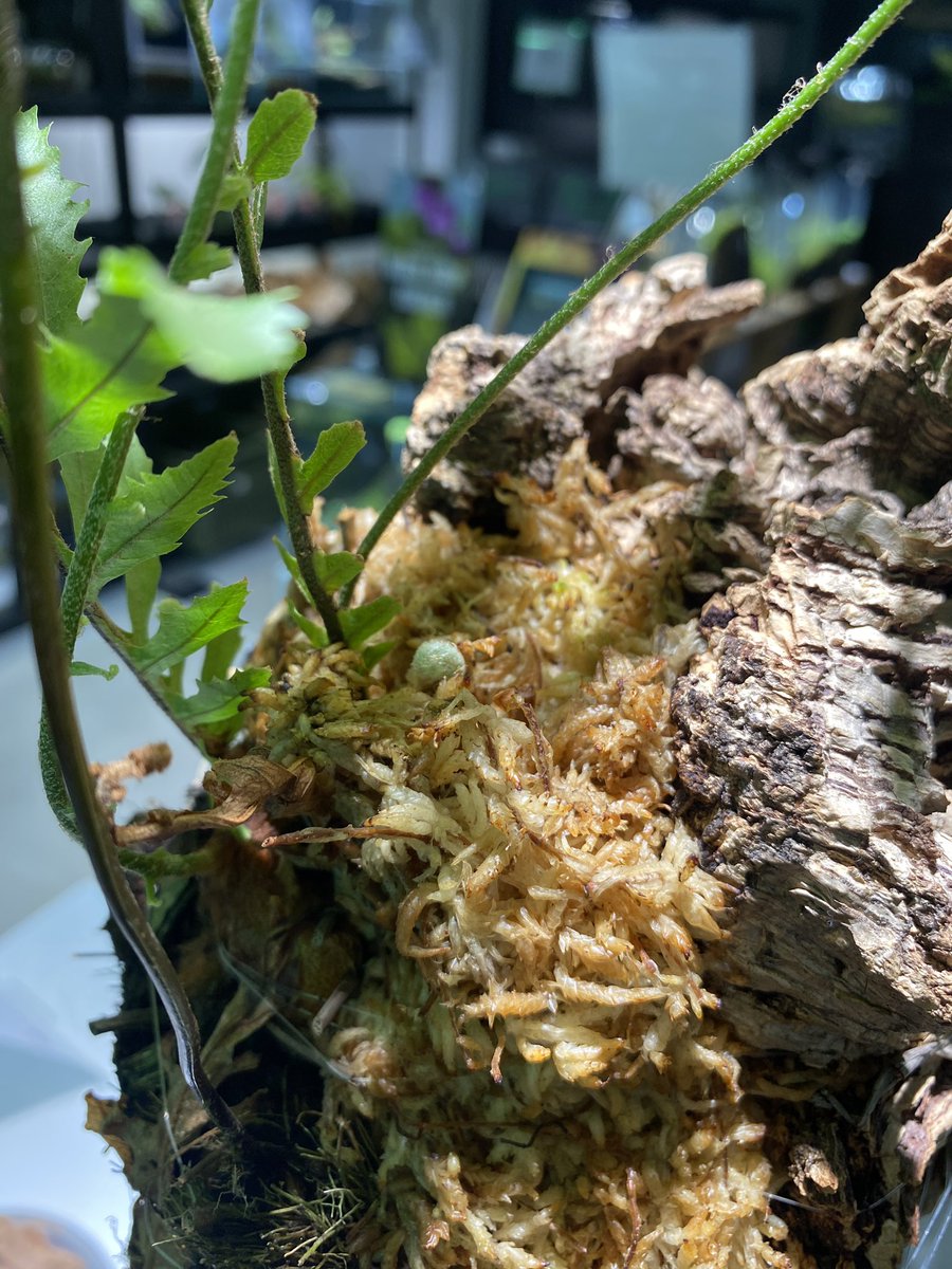 ドリナリア フロリダ（春菊君） 毎日の霧吹きが楽しすぎる