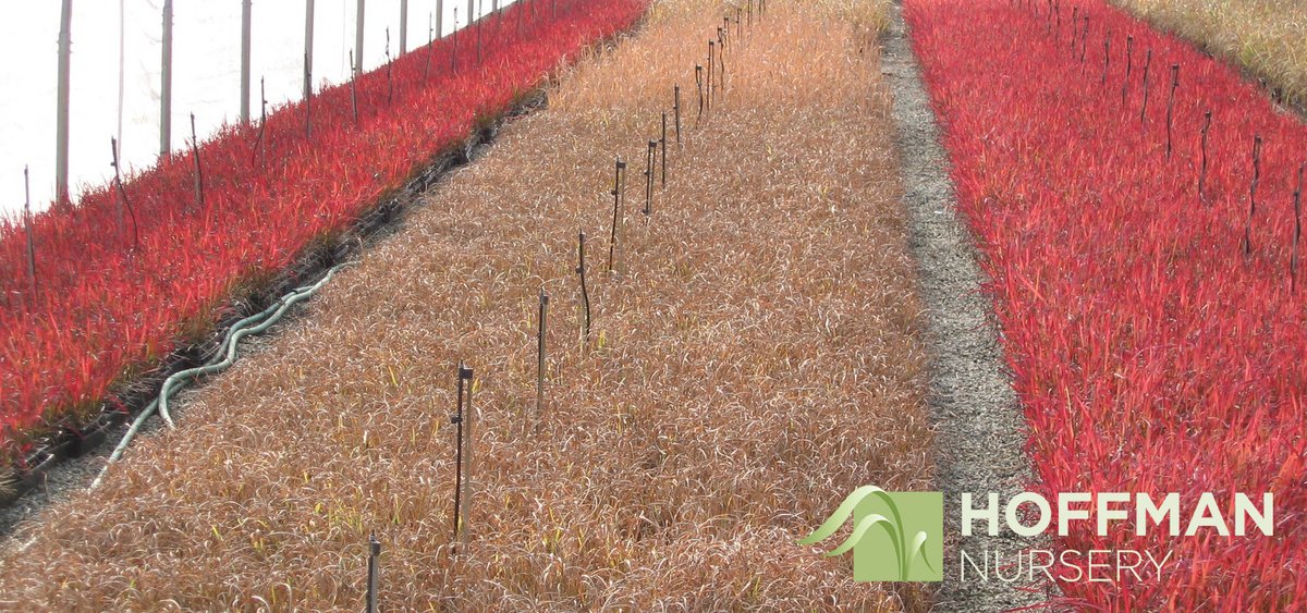 Overwintering gives you a head start on spring sales. Here are five tips for growers overwintering grasses. 
-&gt; hoffmannursery.com/blog/article/f…