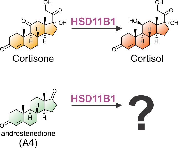 1/6 Delighted to share findings from our latest study showing that the glucocorticoid activating enzyme HSD11B1 plays a previously unrecognised role in androgen activation especially in women. #openaccess here: sciencedirect.com/science/articl… @StellenboschUni @IMSR_UoB @MRC_LMS