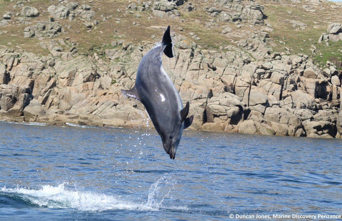 🐬🐬✨NEW PAPER!✨🐬🐬

So excited for our research investigating England's only resident population of bottlenose dolphins to be out!🐬👩‍🔬🌊

Read about it here:
doi.org/10.1111/acv.12…