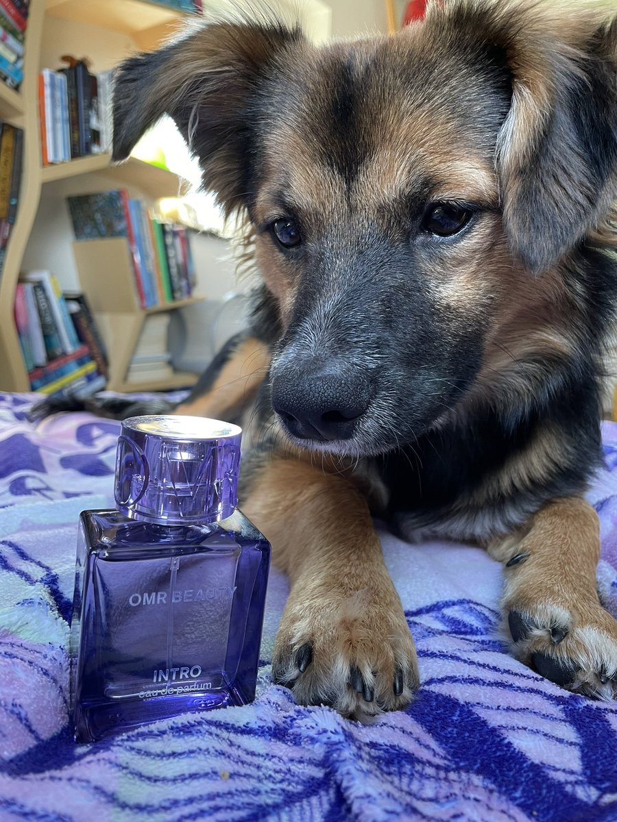 FloSimbaDog's tweet image. WOOF! I finally got my INTRO 💜 I’m the best smelling dog in the hood now - watch me have all the boys running after me! 🐶🐾 @omrbeauty @OmarRudberg