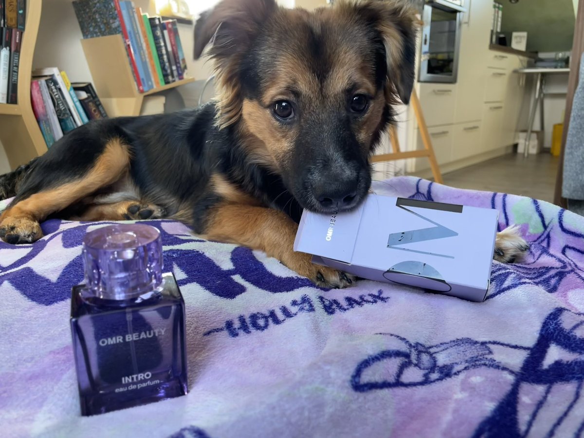 FloSimbaDog's tweet image. WOOF! I finally got my INTRO 💜 I’m the best smelling dog in the hood now - watch me have all the boys running after me! 🐶🐾 @omrbeauty @OmarRudberg