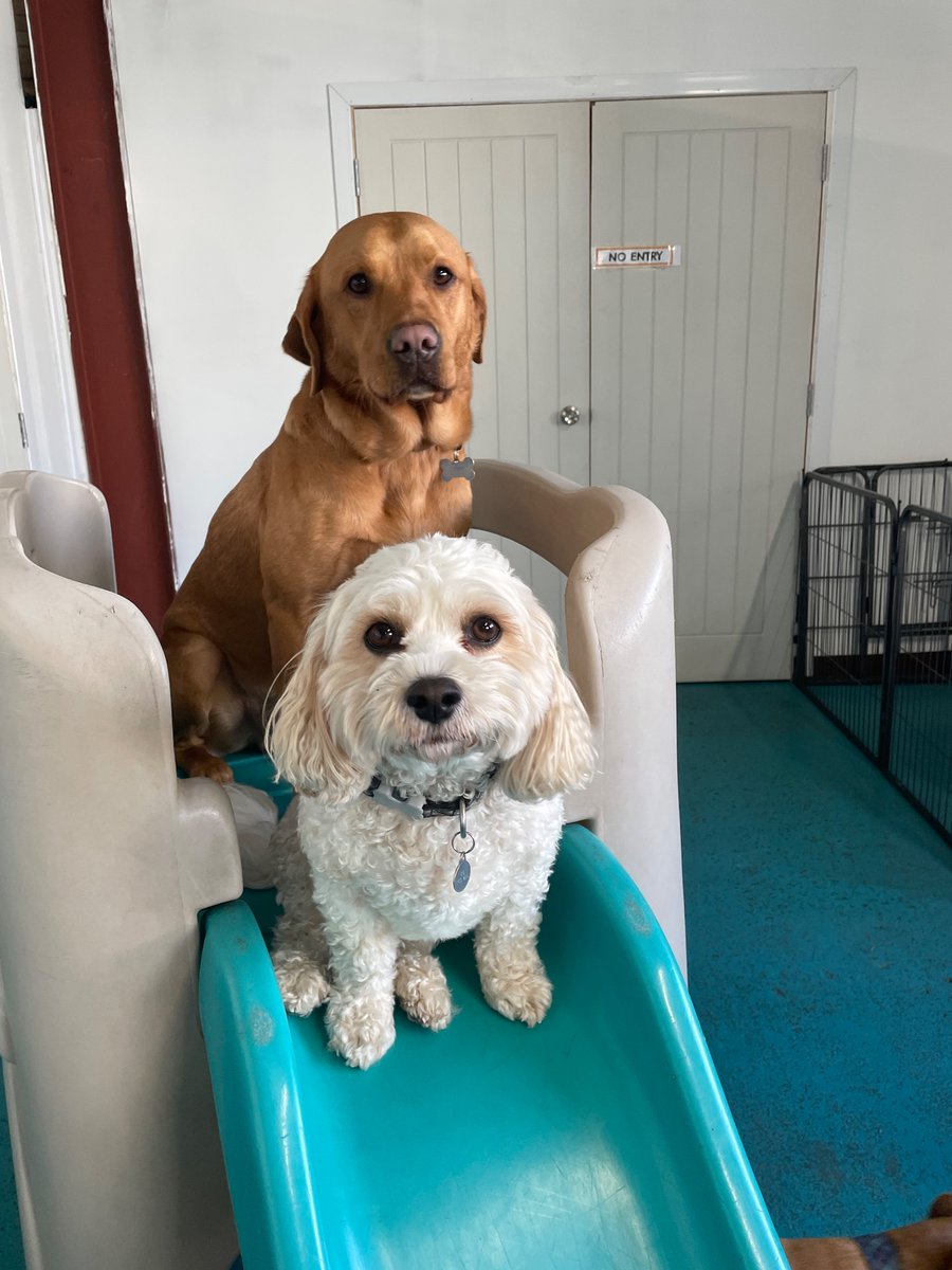 THIS is what I got into news for 🐾🎥 
On tonight’s <a href="/BBCLookEast/">BBC East</a> we’ll find out whether  Bury St Edmunds is the nation’s most dog friendly town 💛
… @benjkendall really does give me all the worst jobs 🙄