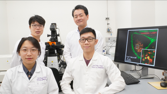 🔬 Exciting Biomed Breakthrough! GRAM-W biosensor, developed by Assoc Prof @ysaheki Yasunori Saheki's team tracks cholesterol in live cells in real time. ntu.edu.sg/medicine/news-…