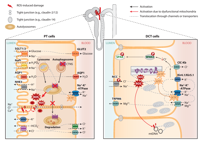 Now online in @AnnualReviews of Physiology! Thanks for @PAWellingMD for the kind invitation! Our review provides an overview of mitochondrial dysfunction in the development and progression of kidney tubulopathies. 🫘 ➡️ annualreviews.org/doi/abs/10.114…