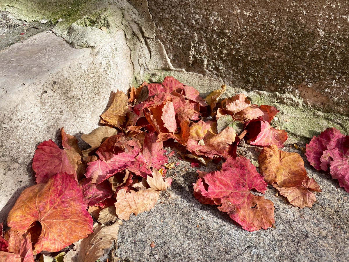 biciclistaDsofa's tweet photo. #KUDT #ombligo #Otoño #abuelos
Wish to be there,
wish you were here. https://t.co/0iAdxn07cM
