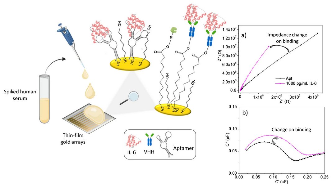AnalBioanalChem's tweet photo. Comparing #nanobody and aptamer-based capacitive sensing for detection of #interleukin-6 (IL-6)
by Damion K. Corrigan et al @UniStrathclyde @StrathChem @DamionCorrigan @uniovi_info @cienciasuniovi @Fac_Quim_Uniovi @FINBAsturias #sensors #aptamers

https://t.co/tWZsoRDDe5 https://t.co/qeNWdf3IFm