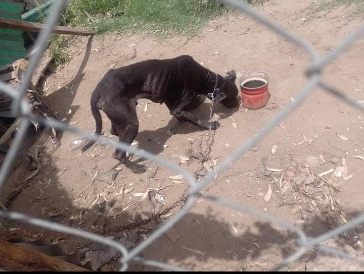 🚨CASI NADIE LO COMPARTIÓ 
Es desesperante Lorena necesita ayuda con este perrito, que esta viviendo en esas condiciones
Nació sinceramente para sufrir 
La dueña no tiene para darle de comer
Solo come de lo que le llevan. Vive encadenado las 24 hs con una cadena 
Hilo