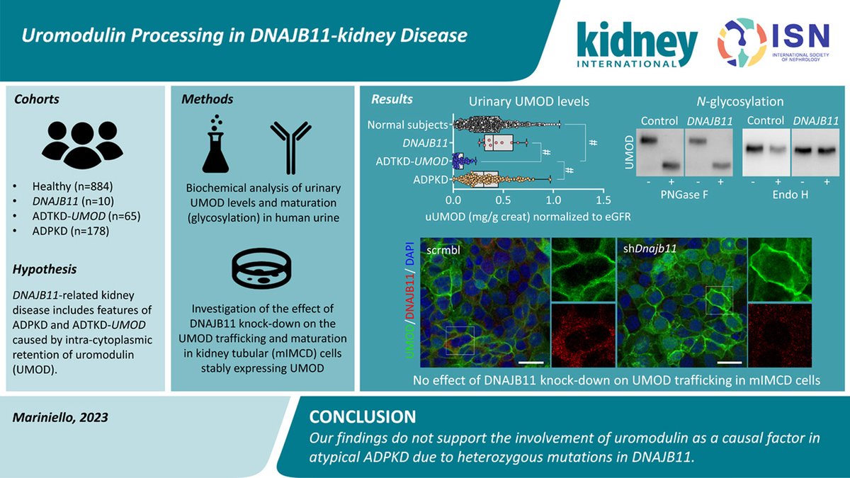 #Uromodulin Processing in DNAJB11-kidney Disease

doi.org/10.1016/j.kint…

#KIResearchLetter #OpenAccess #ADPKD #ADTKD #kidneydisease #DNAJB11
<a href="/UZH_en/">University of Zurich</a> @NCL_medresearch <a href="/UniversiteLiege/">Université de Liège</a> @CHRU_Brest <a href="/MIKADOlab/">MIKADO Group</a>