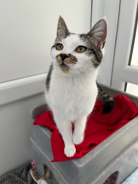 Sweet girl Mogz is up on the website now and we would love to find her a forever home to call her own! She is only a small little cat and is around a year old. She absolutely adores attention and loves strokes. 🐾😺 yorkshirecatrescue.org/asm-animal?she… #AdoptMe