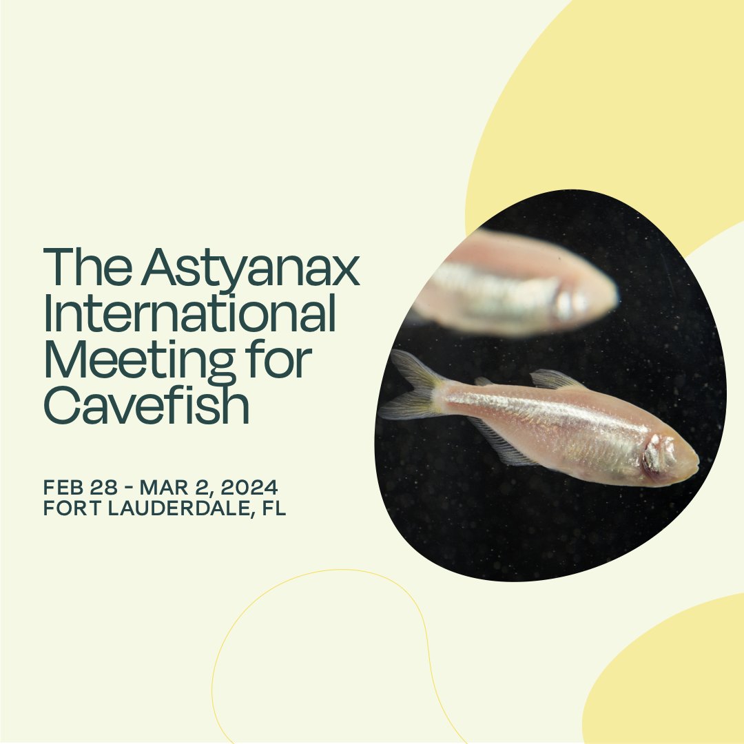 REGISTER NOW! The Astyanax International Meeting for Cavefish highlights the latest research findings, fosters collaborations, and facilitates knowledge exchange in #EvoDevo studies. Learn more + register here: bit.ly/3QHmzul