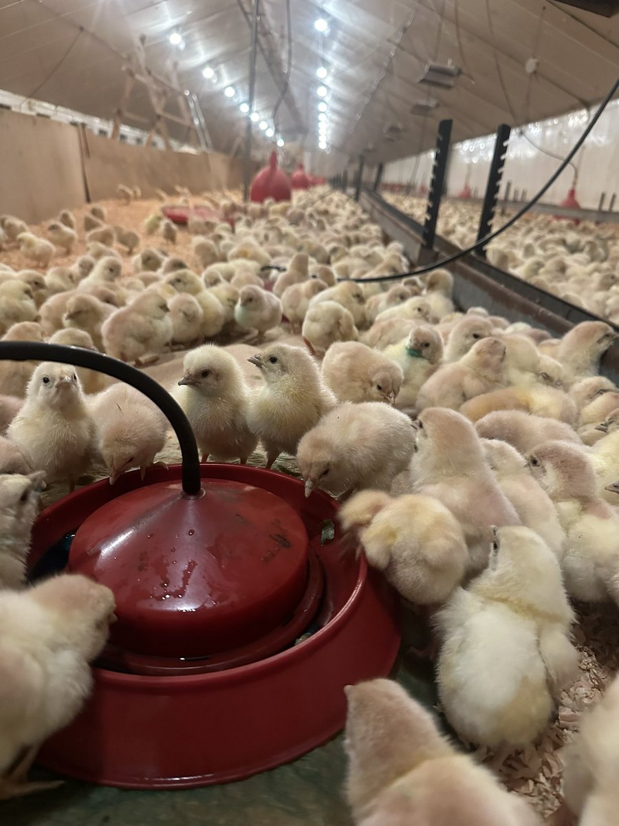pompoule's tweet photo. Les poussins 🐣 sont de nouveau dans la place, et pour 5 mois! 😊
Nouveauté ce coup ci, et première en France, nous les avons vaccinés contre les salmonelles via l’eau de boisson à 1j d’âge ! https://t.co/8M2iR2unUu