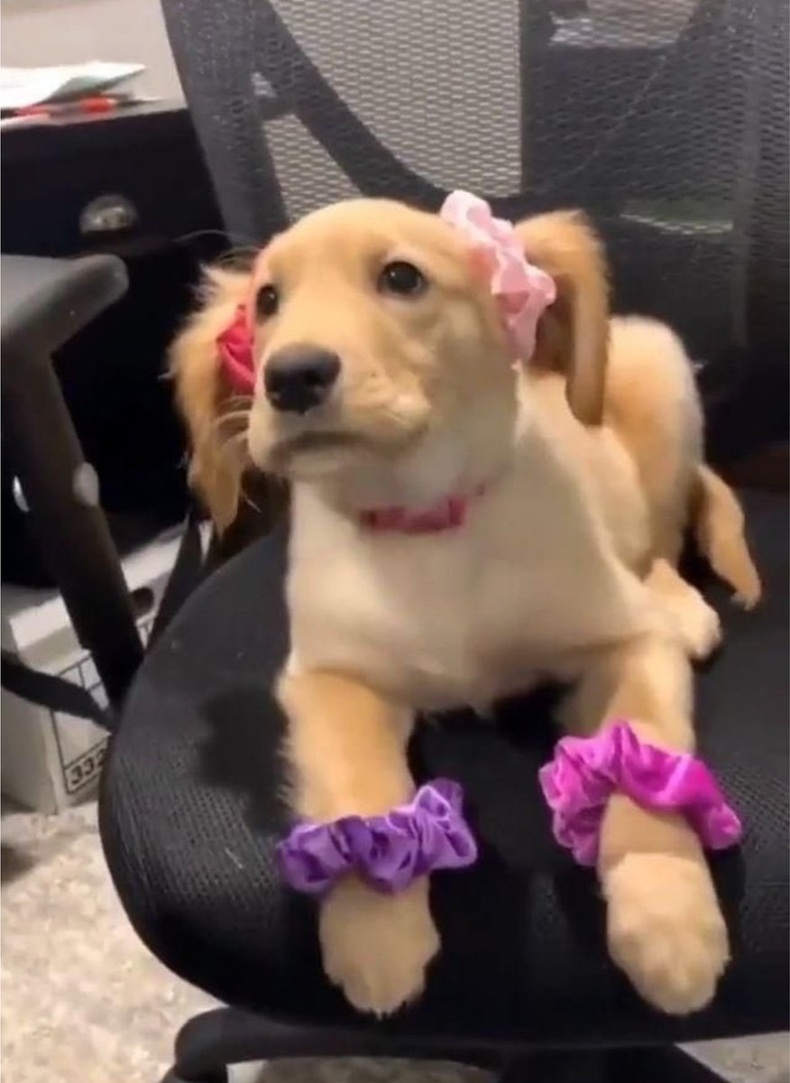 KennekyDeky's tweet image. I am cute? 🐶 🎀