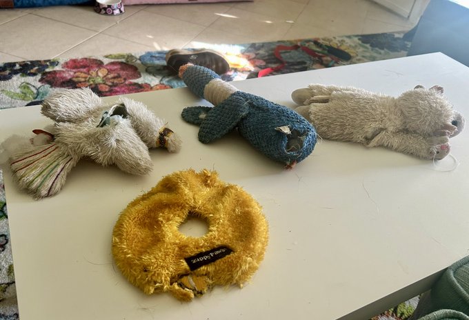 Putting new stuffing in dog toys and sewing them back together this morning.   Every Belgian Malinois<a href="/tag/bridgertons3"class="tags"><span>#bridgertons3</span></a>