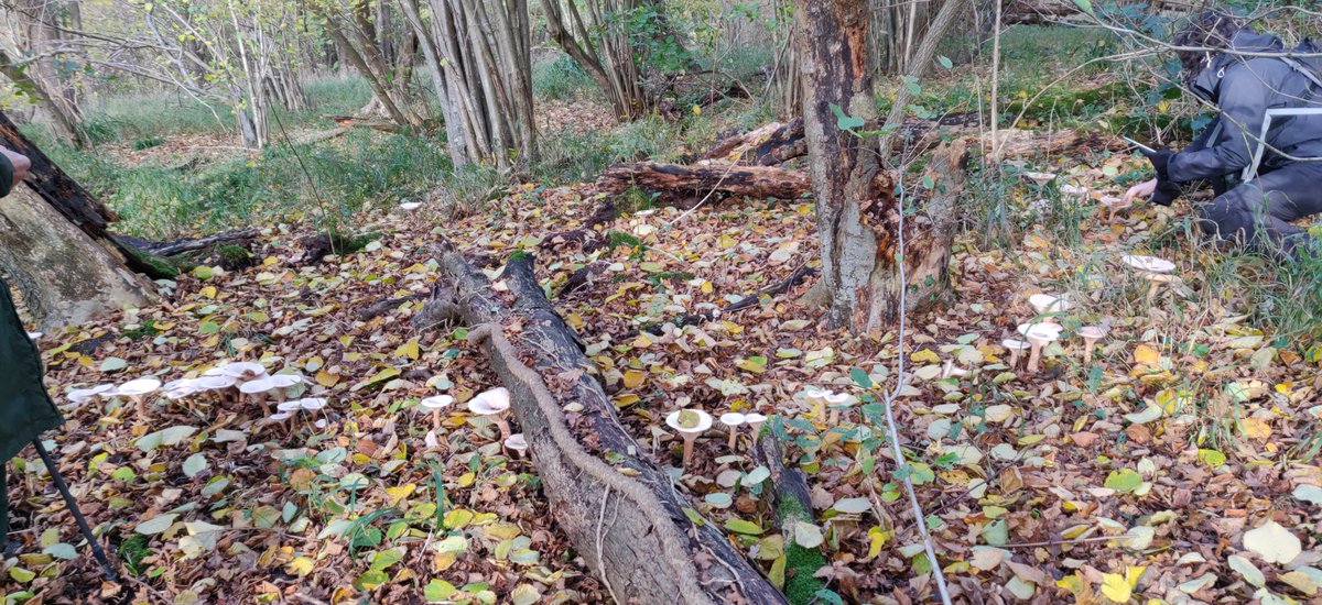 Last week members of the project team learned about the vegetation history of Wytham Woods with Dr Keith Kirby- and spotted this impressive fairy ring! #WildWednesdays