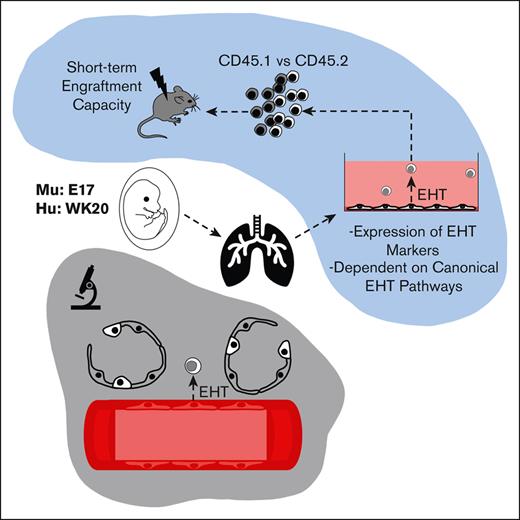The murine and human fetal lung are a potential source of hemogenic endothelium. loom.ly/Qjn0oGk #hematopoiesisandstemcells