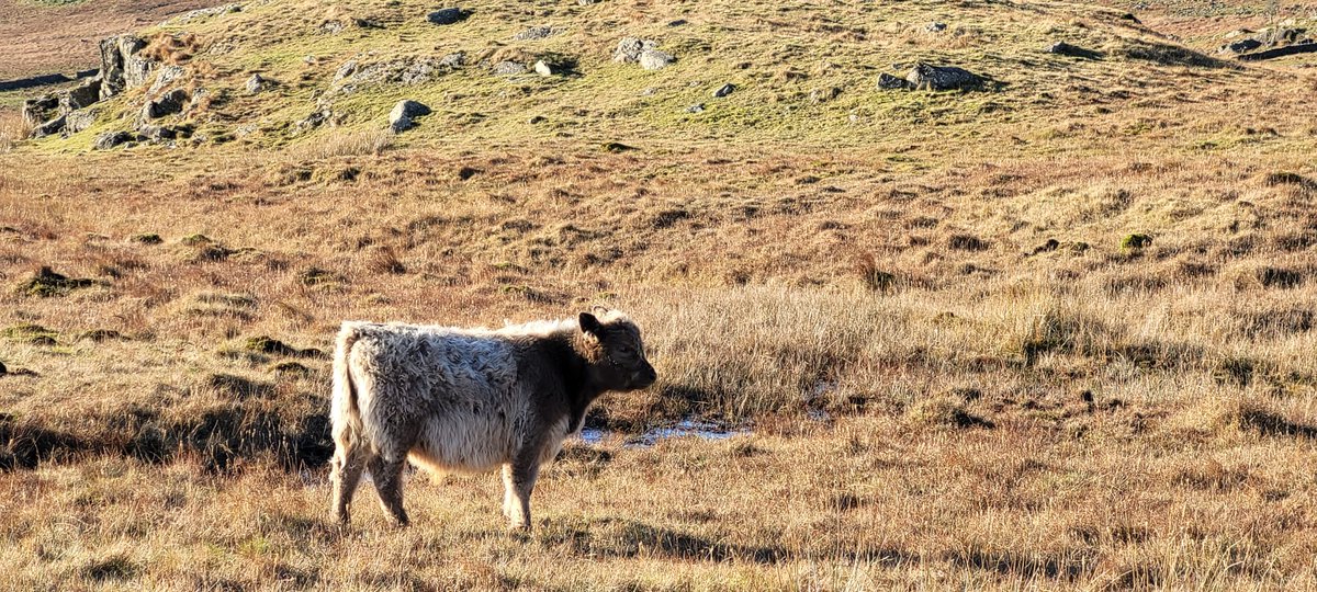 Restoring Hardknott Forest tweet media