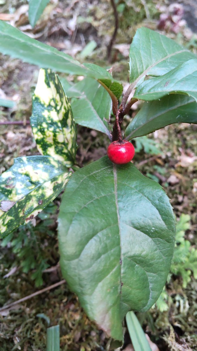 共同！！の言葉に惑わされてはなりません。共同出来ないのが共同親権！！