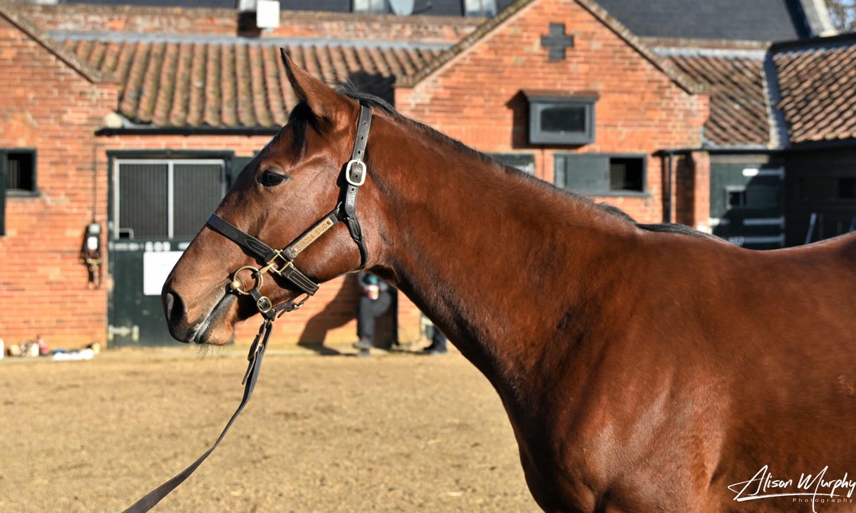 🏇NEW YEARLING🏇 This EARTHLIGHT filly was as nice an individual as we saw at the entire December Yearling Sale. With all the attributes we look for in a yearling who’ll make up into a fast and precocious 2yo, she'll join @RichardFahey! Share Details👉bit.ly/412oE7k