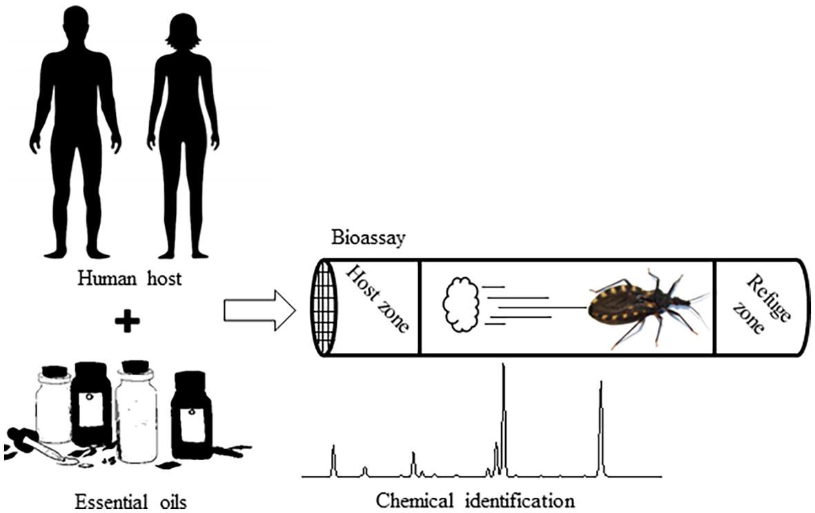 How to repel a killer; chemical identification and effective repellent activity of commercial essential oils against kissing bugs: doi.org/10.1111/mve.12… 
#Triatominae #Reduviidae #InsectVectors #ChagasDisease #Trypanosoma