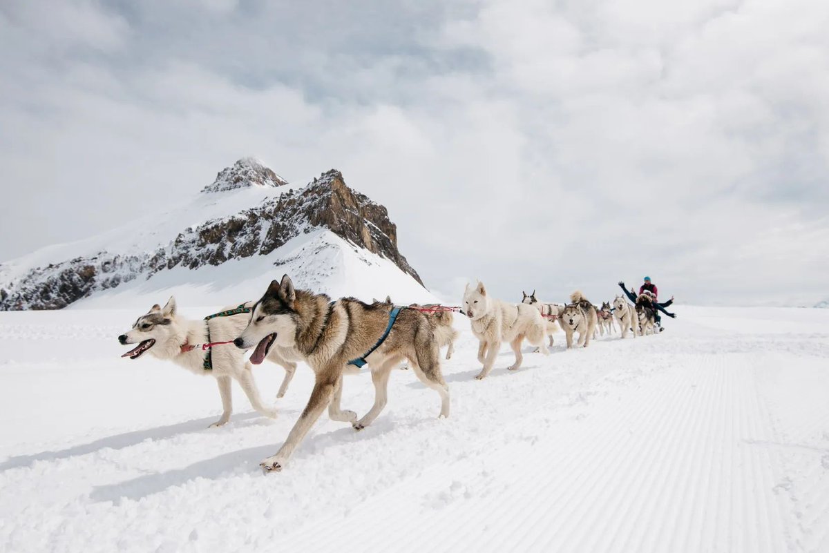 Embark on an exciting winter adventure through the snow-covered alpine landscape with a dogsled ride at @Glacier_3000 ! 🐾 More info: buff.ly/3lvzFO7 #SwissTravelSystem #Panorama #DogsledRides